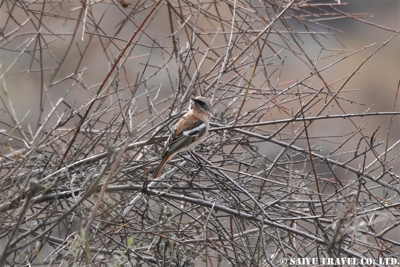 セアカジョウビタキ Eversmann’s redstart（チトラル・ゴル国立公園）